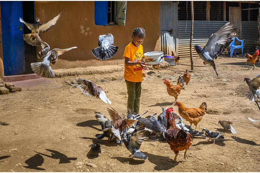 A child wearing an orange t-shirt is feeding pigeons and chickens. (Kenya, 2022)